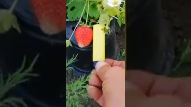 Клубника Элан в живую 01.09.2019 смотреть онлайн