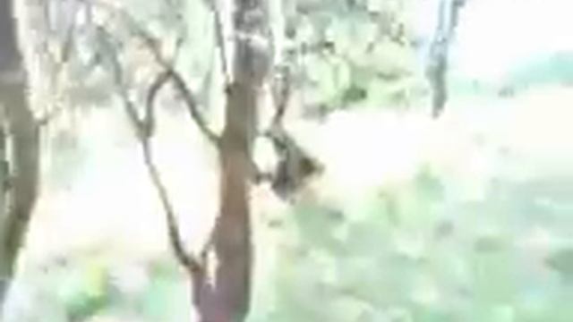 как разжечь огонь в лесу смотреть онлайн