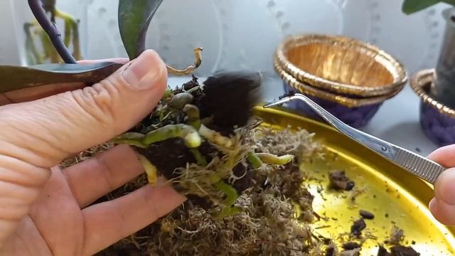 Первая пересадка из мха в пустые стаканы.5 капель толстянки (красулы) для роста и лечения? смотреть онлайн