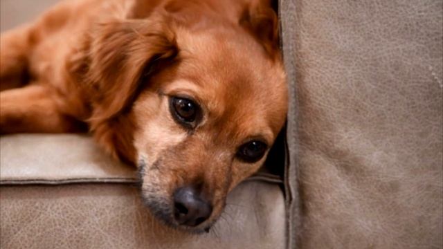 Песику было очень больно, хозяйка не хотела этого делать! смотреть онлайн