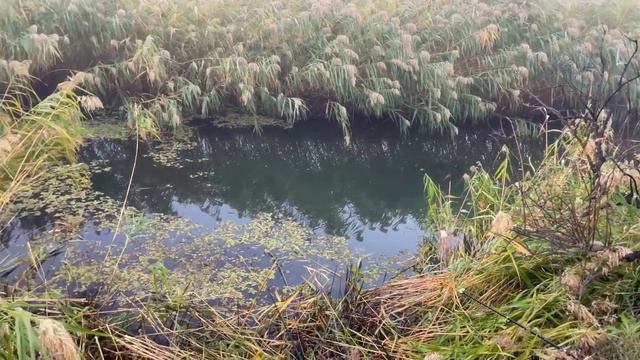 ГИГАНТСКИЕ ЛИНЬ И ЩУКА ДРУГ ЗА ДРУГОМ... #рыбалка #друзья #fishing #fishingvideo #веселаярыбалка смотреть онлайн