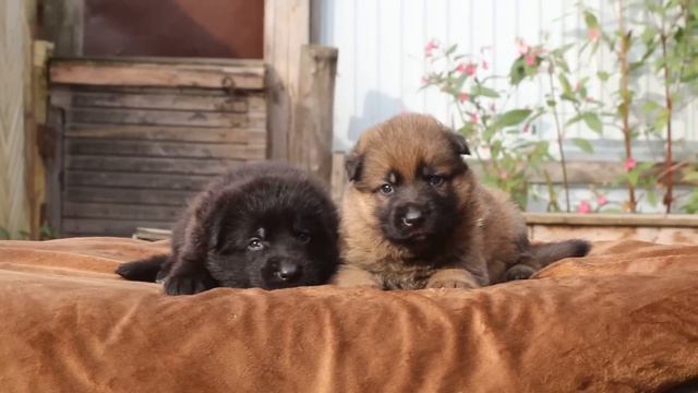 ПРОДАЮТСЯ щенки немецкой овчарки черного и зонарно рыжего окраса 89114180024 смотреть онлайн