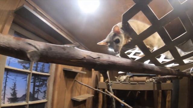 Violet The Ringtail Is A Snack Detective смотреть онлайн
