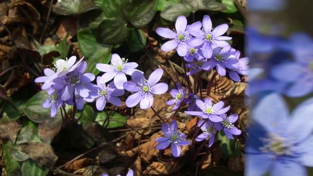 PHOTOS of FLOWERS - ANEMONE HEPATICA смотреть онлайн