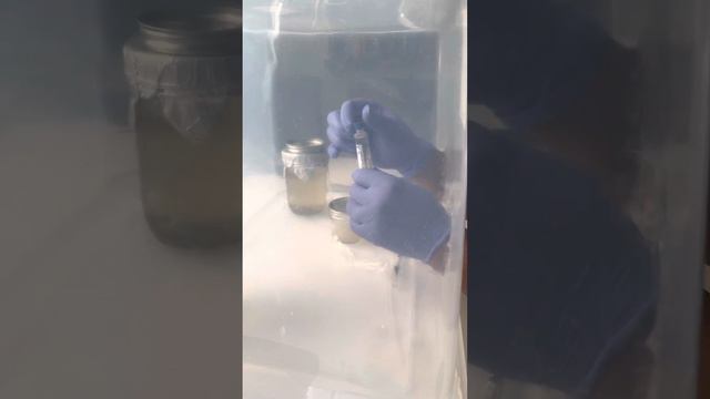 Spore syringe to agar plate (mini mason jar) this is (blue magnolia) смотреть онлайн