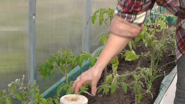 #33 ТОМАТЫ. ЧАСТЬ 1: ПОДВЯЗКА, ПАСЫНКИ, ГОТОВИМ УДОБРЕНИЕ. смотреть онлайн