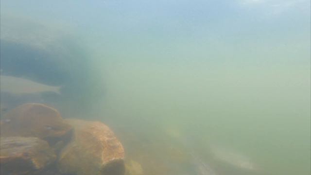 Нерест плотвы смотреть онлайн