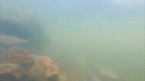 Нерест плотвы