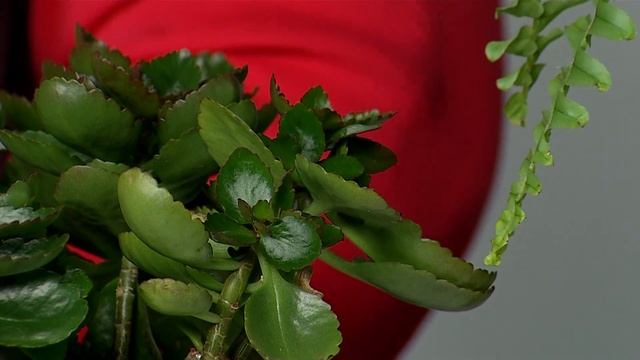 Это ещё цветочки. Выпуск 22.11.2022 г смотреть онлайн