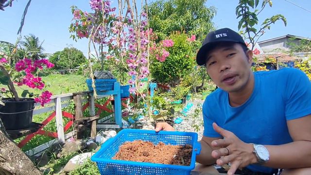 HOW TO PROPAGATE DENDROBIUM ORCHIDS FROM CUTTINGS смотреть онлайн