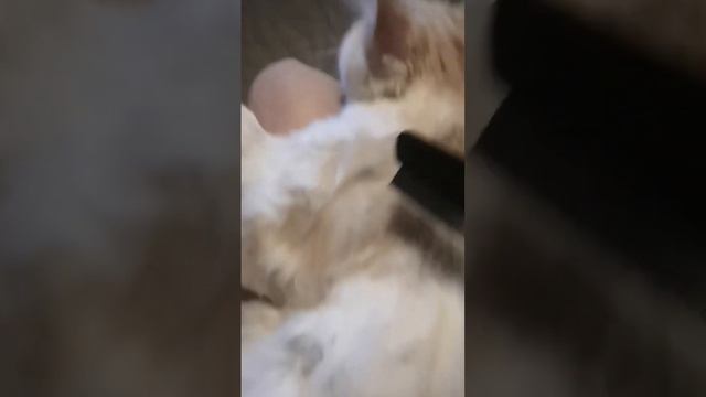 расчесываю мейн куна Клуню пока он смотрит свою любимую передачу по ТВ))) ??? #shorts смотреть онлайн