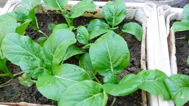 Growing vegetables to provide for the family is easy, no need for a garden смотреть онлайн