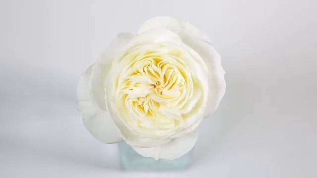 LEONORA ROSE HD смотреть онлайн