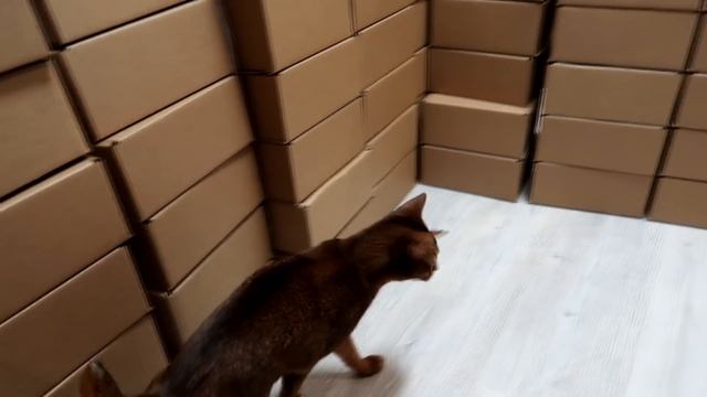 ОГРОМНЫЙ ДОМ ИЗ КАРТОННЫХ КИРПИЧЕЙ ДЛЯ ЖИВОТНЫХ | ЧАСТЬ 1 смотреть онлайн