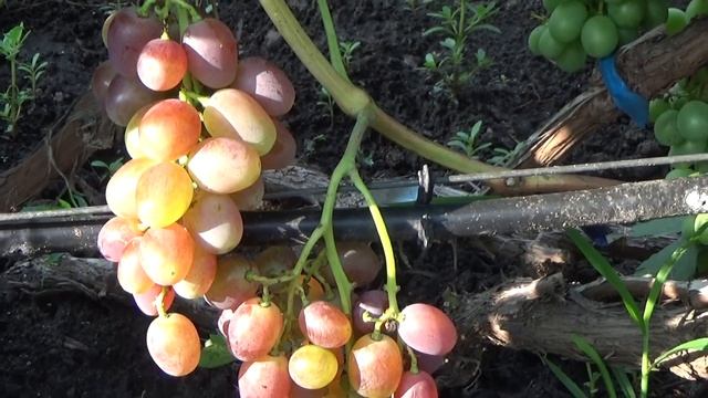 Сверхранние сорта с розовой ягодой испытание дождями прошли. Съемка С. Криули в 2019 г. смотреть онлайн