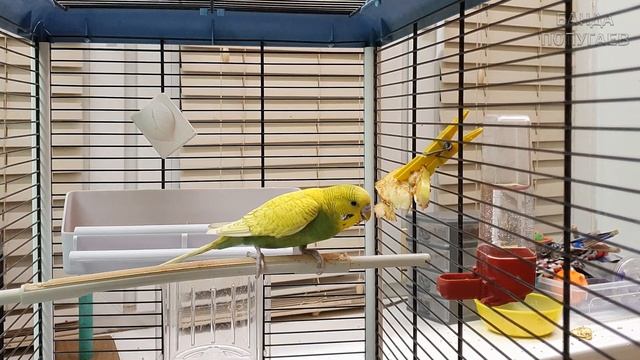 как я приучаю волнистого попугая есть фрукты и овощи | видео для попугая @my_birds смотреть онлайн