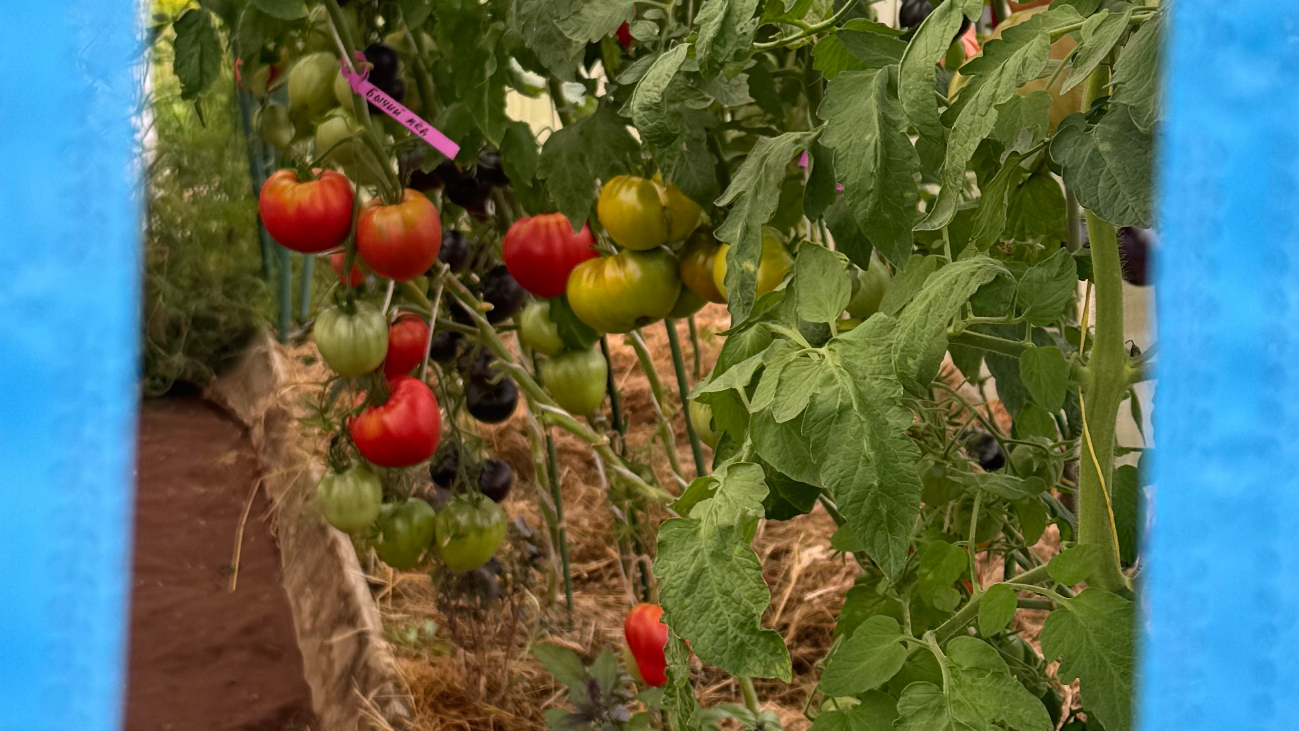 03.08.24 Огородный влог: квашу, стригу, собираю смотреть онлайн