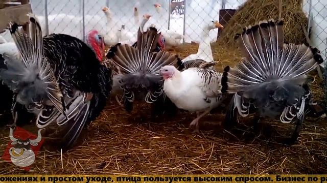 мяснойвопрос.рф - БИЗНЕС-ИДЕИ. Разведение индюков смотреть онлайн