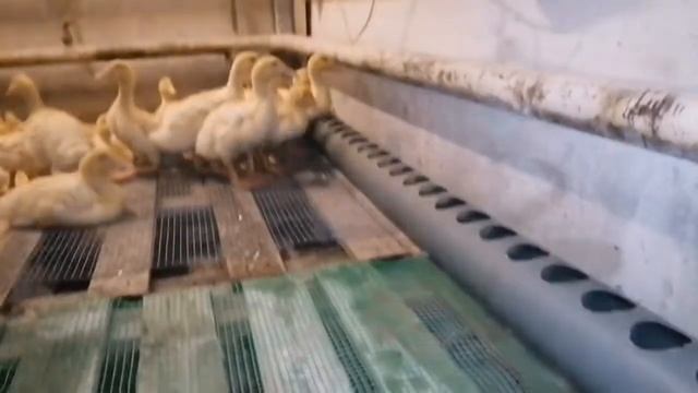 Утята Черри-Велли. Взвешивание 17 дней! смотреть онлайн