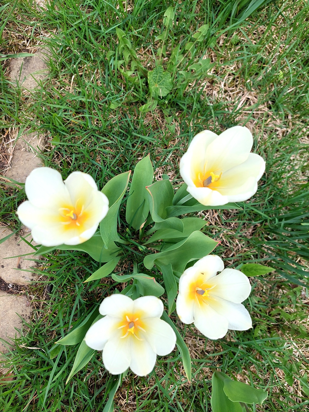 Дача – теплица, цветочки. Первые дачные заботы.