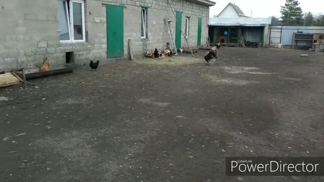 ДЕЛА ХОЗЯЙСКИЕ, КАРАНТИН ПЕРЕЖДЕМ!!! смотреть онлайн