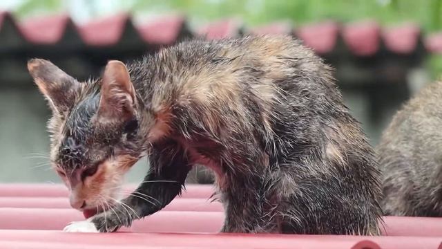 Cat Take a shower Done смотреть онлайн