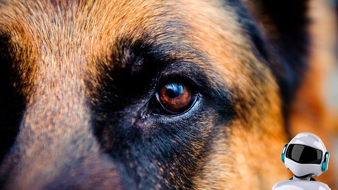 10 САМЫХ УМНЫХ СОБАК В МИРЕ смотреть онлайн