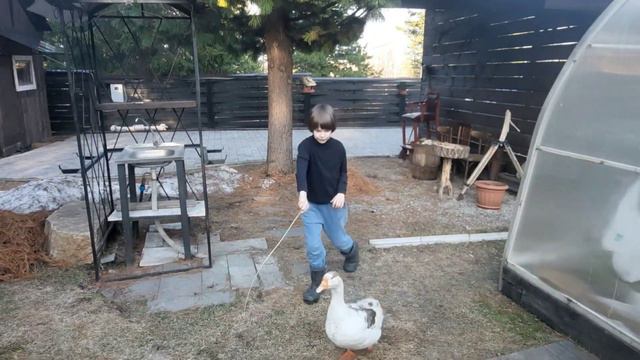 Сбылась мечта внука! Новый питомец на нашей даче. смотреть онлайн