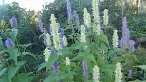 Лофант анисовый - красивый и ароматный