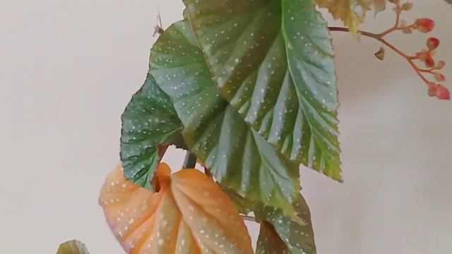 BEGONYA BAKIMININ PÜF NOKTALARI MUTLAKA İZLEYİN смотреть онлайн