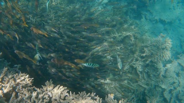 BLUE BAY MARINE PARK - a great day out in Mauritius! смотреть онлайн