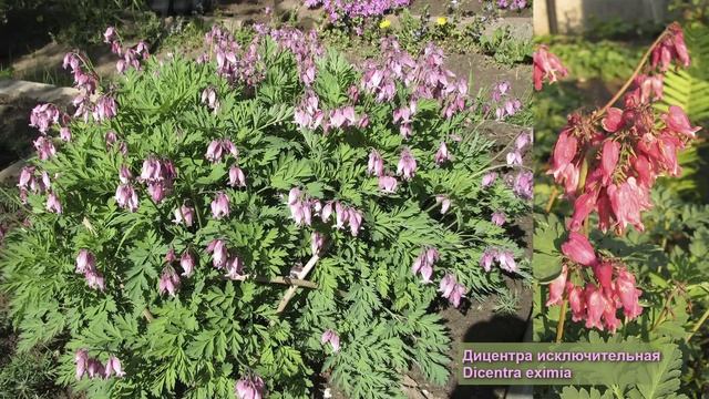 Самые романтичные садовые цветы смотреть онлайн