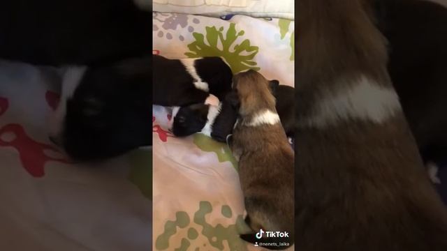 Деткам 11 дней) Ненецкая Оленегонная Лайка (оленегонный шпиц) смотреть онлайн