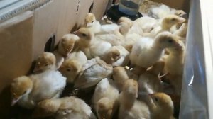 Выращивание индюшат, 10-й день, в домашних условиях//стрессы у индюшат