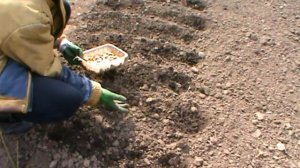 Посадка лука весной на головку !