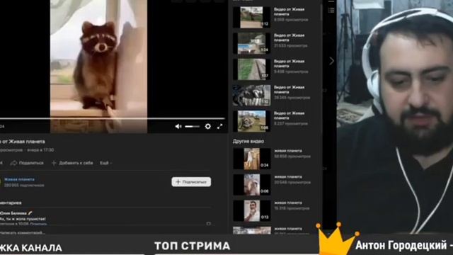 Жирный смотрит видос про енота из ВК!