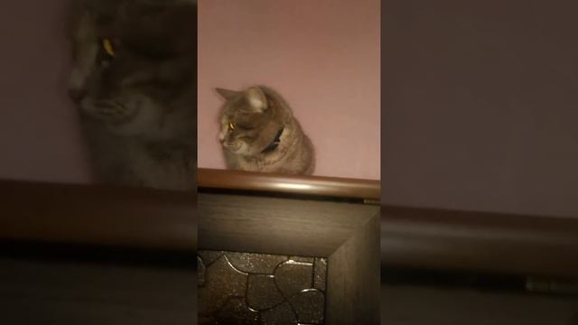 Как разозлить кошку,самая злая кошка,шипит на шкафу смотреть онлайн