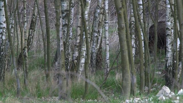 Wild boars - a favourite den. Дикие кабаны - излюбленное логово. Dziki - ulubiona jama смотреть онлайн