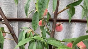 Персик Донецкий Ранний в Воронеже 18.07.2020. 4К