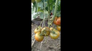 эксклюзивный сорт томатов Харвард сквер.