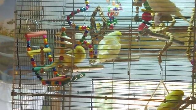 Щенки породы ЧИХУАХУА подарки ЛЮБЯТ все 05.07.23 #ВВП_ЧЕХИ #купитьчихуахуа #chihuahualove смотреть онлайн