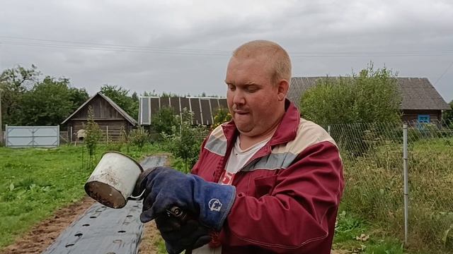 Как правильно сделать отверстия в агроткани при посадке клубники смотреть онлайн