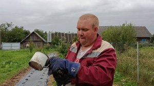 Как правильно сделать отверстия в агроткани при посадке клубники