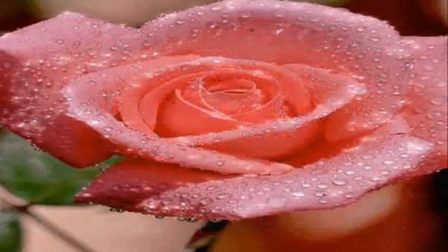 #ЧастотаДома #ЧастотаЛюбви❤️🕊️А он мне в сердце радугу включил❤️🌈 Любите и будьте любимы!✨ смотреть онлайн