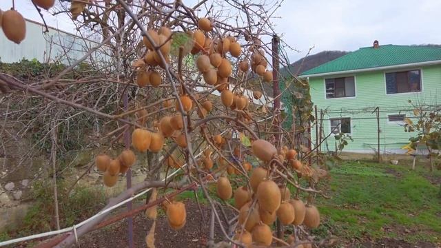 Киви - выращивание на Черноморском побережье Кавказа смотреть онлайн