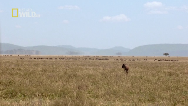 Гепарды смотреть онлайн