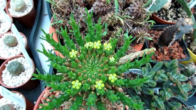 My Euphorbia flanaganii Succulent Plant in Flower - Medusa's Head смотреть онлайн