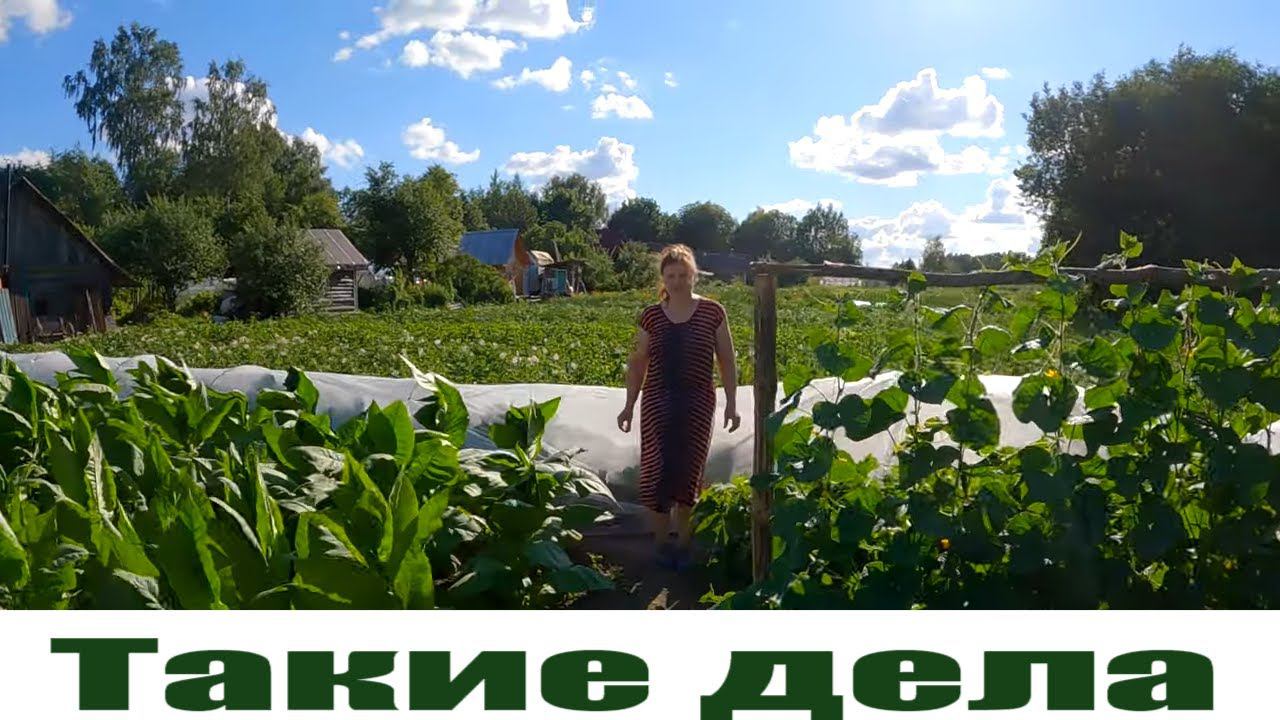 Копнул первой картошечки, борщевик - все и работаю в пристройке без вложений! смотреть онлайн