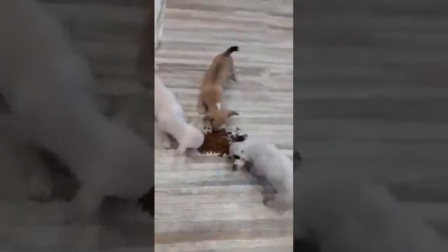 Блог красивых чихуахуа, Симферополь, Крым, Питомник чихуахуа Кастропуло,Kastropulo Самые красивые м смотреть онлайн