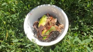 Размножение гиппеаструмов кусочком луковицы